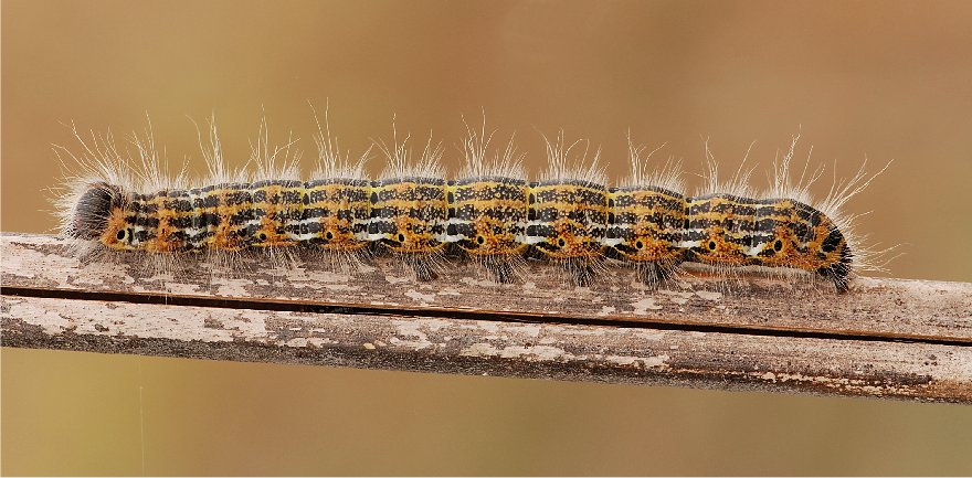 bruco su salice bianco: Phalera bucephala